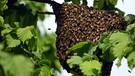 Früher haben wilde Bienen auch mal im Wald gelebt. Zwei Biologen haben jetzt wilde Honigbienen im Wald gesucht - und einige entdeckt, vor allem in Spechthöhlen. | Bild: picture alliance / ZB | Jens Büttner