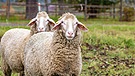 Schafe der Rasse Merinolandschaf weiden unter einem bunten Birnbaum | Bild: picture alliance / imageBROKER | Arnulf Hettrich