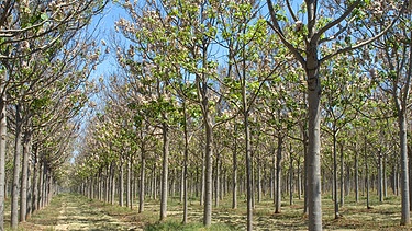 Bäume in einer Paulownia-Plantage | Bild: picture alliance / Mary Evans Picture Library | Eric Lindgren / ardea.com