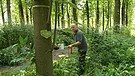 Bäume in einer Paulownia-Plantage | Bild: BR / Unser Land 2024