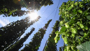 In der Hallertau arbeitet die Hopfenverwertungsgesellschaft HVG an einem Konzept, alle Flächen zu bewässern mit Wasser aus den Flüssen Donau, Isar und Amper, um auch in Zukunft Bier brauen und Hopfen exportieren zu können. | Bild: picture alliance / Felix Kästle