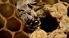 Biene in Bienenstock | Bild: BR