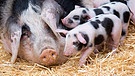 Junge Bentheimer Schweine neben ihrer Mutter | Bild: picture alliance/dpa | Julian Stratenschulte