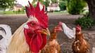 Symbolbild: Hühner im Freilaufgehege | Bild: picture-alliance/dpa