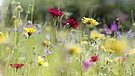 Symbolbild: Bunte Blumenwiese | Bild: picture-alliance/dpa