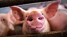 Symbolbild: Schwein vor der CO2-Betäubung | Bild: Sina Schuldt/dpa-Bildfunk