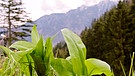Aus den Alpen: Gebirgs-Bärlauch für Öl und Pesto | Bild: BR