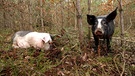 Hutewald-Schweine: Kann man Hausschweine im Wald halten? | Bild: BR / Unser Land 2024