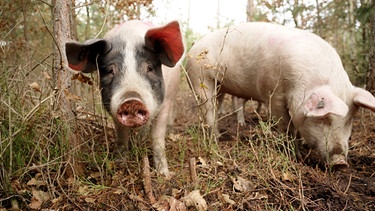 Hutewald-Schweine: Kann man Hausschweine im Wald halten? | Bild: BR / Unser Land 2024