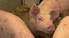 Schweine im Stall | Bild: BR