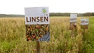 Linsen-Anbau in Deutschland | Bild: BR