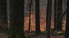Nachhaltiger Wald | Bild: BR