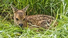 Symbolbild: Rehkitz im Gras | Bild: picture-alliance/dpa