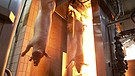 Im Schlachthof werden die Schweine mit gasbetriebenem Feuer abgeflammt. Dabei werden  die Borsten entfernt und die Haut von Bakterien befreit. | Bild: BR
