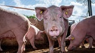 Schweine im Stall | Bild: picture-alliance/dpa