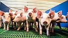 Symbolbild: Schweine im Stall | Bild: picture alliance / Countrypixel | FRP