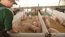Mehr Tierwohl für Schweine | Bild: BR