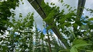 Die erste Agri-PV-Anlage für Hopfen überhaupt hat ein Landwirt in der Hallertau gebaut. | Bild: BR