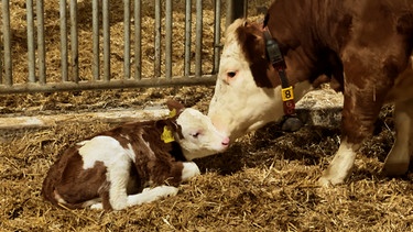 Für mehr Tierwohl: Die Köhlers aus Betzenstein halten für ihre Kälbchen Ammenkühe. | Bild: BR