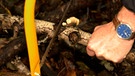 Hand sägt Holz im Wald | Bild: BR