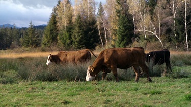 Rinder als Landschaftspfleger auf Moorwiesen - aber die Tiere sollen auch Fleisch liefern. Bei einem Projekt im Allgäu will man herausfinden, ob es sich für Landwirte rentiert, Rinder im Moor grasen zu lassen. Wie hoch sind die Fleischzunahmen? | Bild: BR