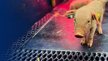 Das Ferkel Brat Pig wächst in der Landesanstalt für Schweinezucht in Boxberg auf. | Bild: SWR, Montage: BR