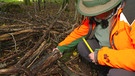 Totholz ist wichtig für den Wald | Bild: BR