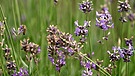 Bayerischer Lavendel | Bild: BR