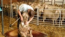 Julian Karl beim Schafe Scheren | Bild: BR