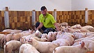 Landwirt Stefan Türk mit seiner letzten eigenen Ferkel-Aufzucht | Bild: BR