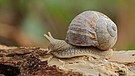 Symbolbild: Weinbergschnecke | Bild: picture-alliance/dpa