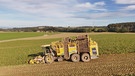 Heute fahren bei der Rübenernte Sechsreiher über den Acker, die pro Stunde bis zu 140 Tonnen Zuckerrüben ernten. Früher wurde per Hand geerntet: Mit Schippmesser, Ausstecher und Gabel.  | Bild: BR