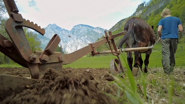 Die vier Elemente der Alpen: Alexandra Schweiggl und Peter Bertolotti pflügen mit Hilfe ihres Esels den Ackerboden in Unterfennberg.
| Bild: BR/Volker Gabriel