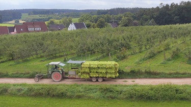 Damals bei der Ernte: Der Erntewagen hat für die Tabakblätter eine besondere Aufhängung. | Bild: BR/Daniel Samer