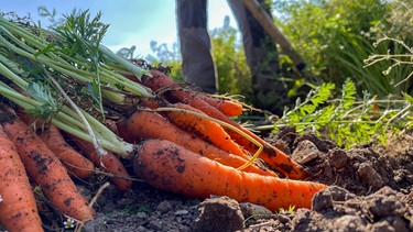 Üppige Ernte: Biokarotten aus Unterfennberg. | Bild: BR/Volker Gabriel