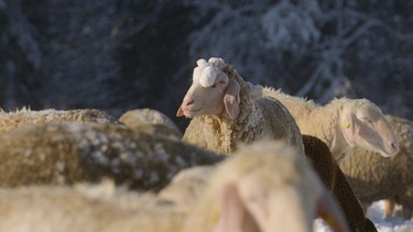 Winterwolle: Merinoschafen macht die Kälte nichts aus. | Bild: BR/Sandra Schlittenhardt