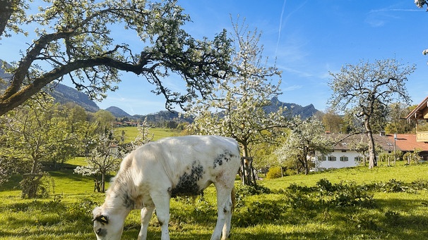 Endlich Auslauf. Die Kälber im Chiemgau freuen sich auf das erste Gras. | Bild: BR/Leonhard Schwarz