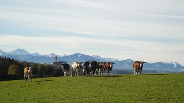 Unter unserem Himmel - Das liebe Rindvieh: Das Allgäu ist eine der wenigen Gegenden Bayerns, wo die Bauern ihre Kühe noch auf die Weide lassen. | Bild: BR