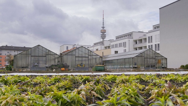 Gärtnereien in München: Lisa Limmers Gärtnerei in Schwabing | Bild: BR