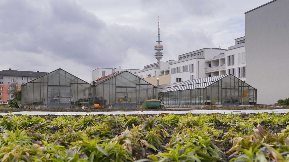 Gärtnereien in München: Lisa Limmers Gärtnerei in Schwabing | Bild: BR