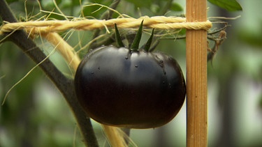 Black Beauty - die dunkelste Tomate der Welt. | Bild: BR/Christian Meckel