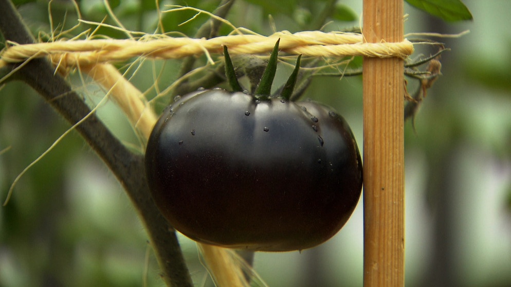 Black Beauty - die dunkelste Tomate der Welt. | Bild: BR/Christian Meckel