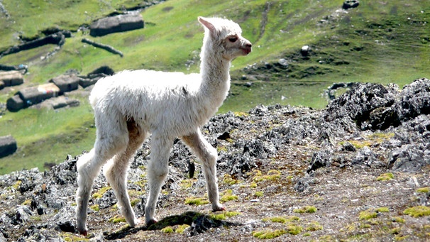 Welt der Tiere Mein kleines Alpaka Welt der Tiere BR