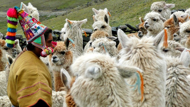 Welt der Tiere Im Reich der Inka Alpakas Welt der Tiere BR