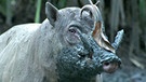 Babirusa - indonesischer Hirscheber | Bild: BR