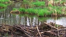 Vom Biber gestaltete Landschaft | Bild: BR/Markus Schmidbauer