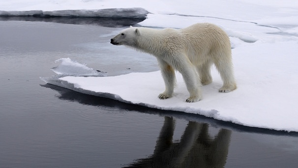 Tierwelt der Arktis: Eisbär auf Spitzbergen | Bild: BR/Kai Schubert