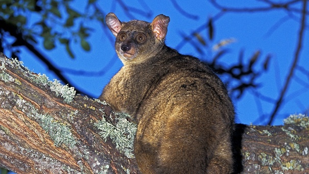 Galago | Bild: picture-alliance/dpa