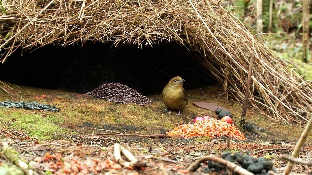 Laubenvogel in West-Papua | Bild: BR/Pauli Hien