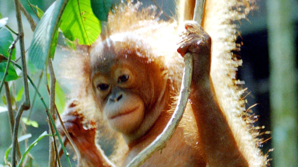 Ein junger Orang-Utan in der Auffangstation im Bukit Tiga Puluh, dem Nationalpark Indonesiens. | Bild: BR/Udo A. Zimmermann